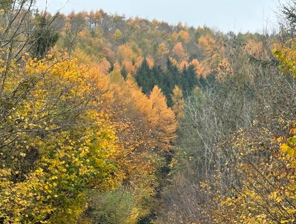 A screenshot of a computer

AI-generated content may be incorrect.